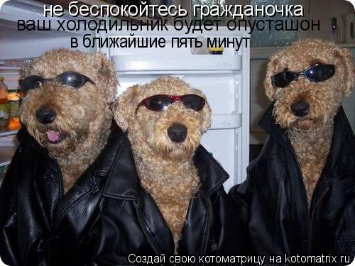 Котоматрица: не беспокойтесь гражданочка ваш холодильник будет опусташон в ближайшие пять минут