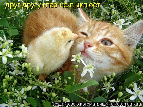 Котоматрица: друг другу глаз не выклюет