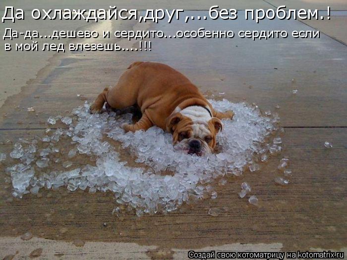 Да-да...дешево и сердито...особенно сердито если в мой лед влезешь....!!! Да охлаждайся,друг,...без п... Котоматрица: Да-да...дешево и сердито...особенно сердито если в мой лед влезешь....!!! Да охлаждайся,друг,...без проблем.!