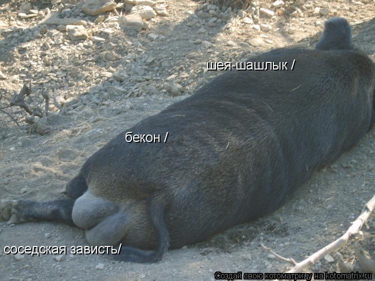 Котоматрица: бекон / шея-шашлык / соседская зависть/