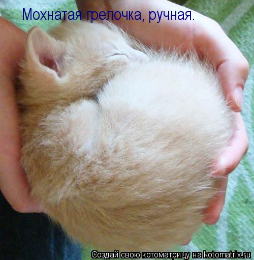 Котоматрица: Мохнатая грелочка, ручная…