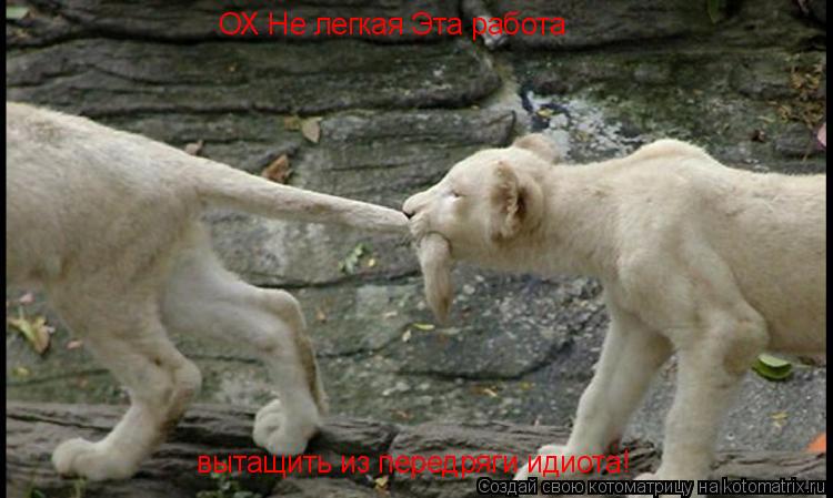 ОХ Не легкая Эта работа вытащить из передряги идиота!... Котоматрица: ОХ Не легкая Эта работа вытащить из передряги идиота!