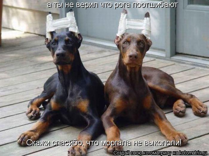 а ты не верил что рога поотшибают Скажи спасибо, что моргала не выкололи!... Котоматрица: а ты не верил что рога поотшибают Скажи спасибо, что моргала не выкололи!