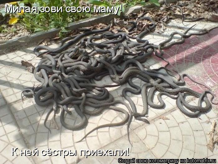 Милая,зови свою маму! К ней сёстры приехали!... Котоматрица: Милая,зови свою маму! К ней сёстры приехали!