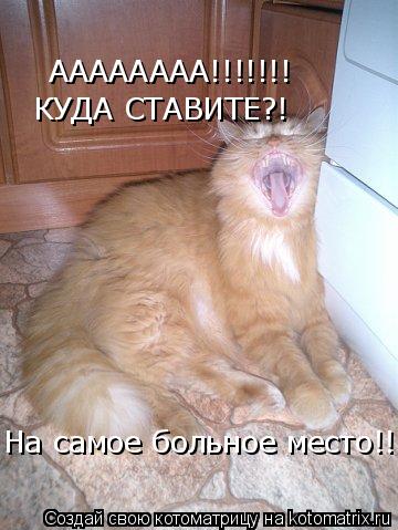 АААААААА!!!!!!! КУДА СТАВИТЕ?! На самое больное место!!!!:(... Котоматрица: АААААААА!!!!!!! КУДА СТАВИТЕ?! На самое больное место!!!!:(