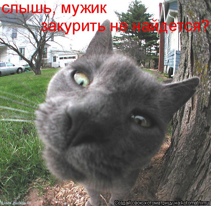 слышь, мужик закурить не найдется?... Котоматрица: слышь, мужик закурить не найдется?