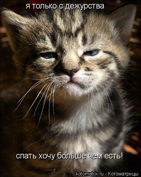 я только с дежурства спать хочу больше чем есть!... Котоматрица: я только с дежурства спать хочу больше чем есть!