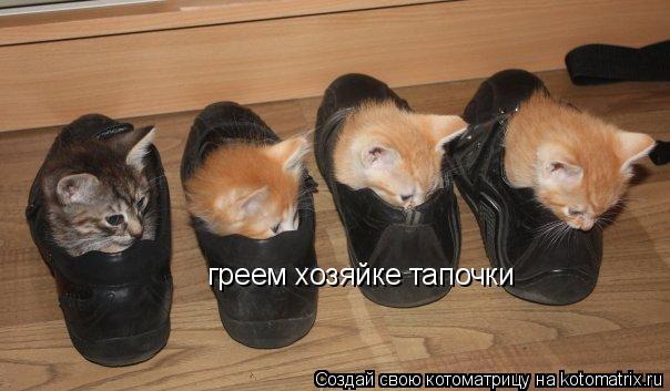 греем хозяйке тапочки... Котоматрица: греем хозяйке тапочки