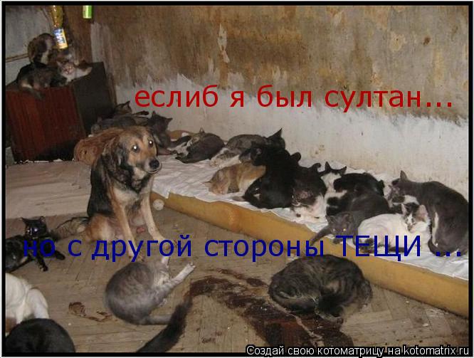 еслиб я был султан... но с другой стороны ТЕЩИ ...... Котоматрица: еслиб я был султан... но с другой стороны ТЕЩИ ...