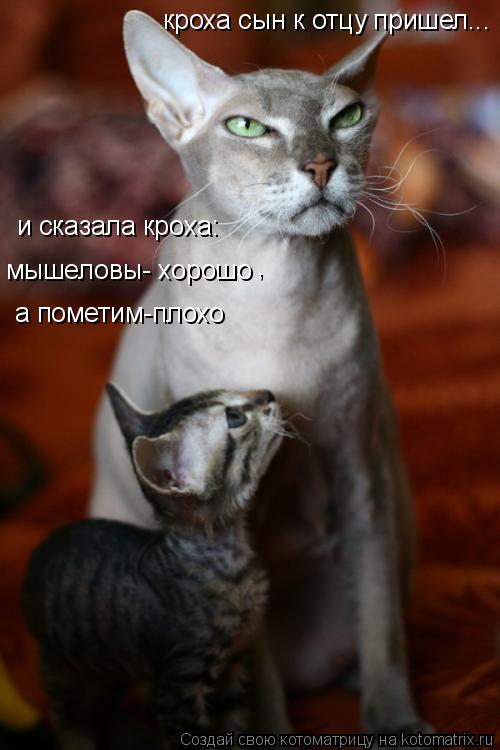 кроха сын к отцу пришел... мышеловы- хорошо а пометим-плохо , и сказала кроха:... Котоматрица: кроха сын к отцу пришел... мышеловы- хорошо а пометим-плохо , и сказала кроха: