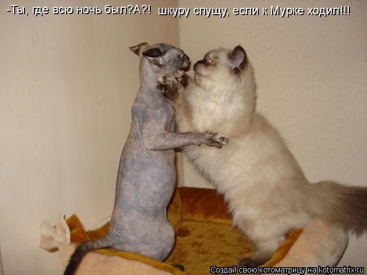 -Ты, где всю ночь был?А?! шкуру спущу, если к Мурке ходил!!!... Котоматрица: -Ты, где всю ночь был?А?! шкуру спущу, если к Мурке ходил!!!