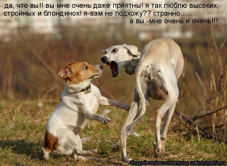 да, что вы!! вы мне очень даже приятны! я так люблю высоких, стройных и блондинок! я-вам не подхожу??... Котоматрица: да, что вы!! вы мне очень даже приятны! я так люблю высоких, стройных и блондинок! я-вам не подхожу?? странно........ а вы -мне очень и очень!!!