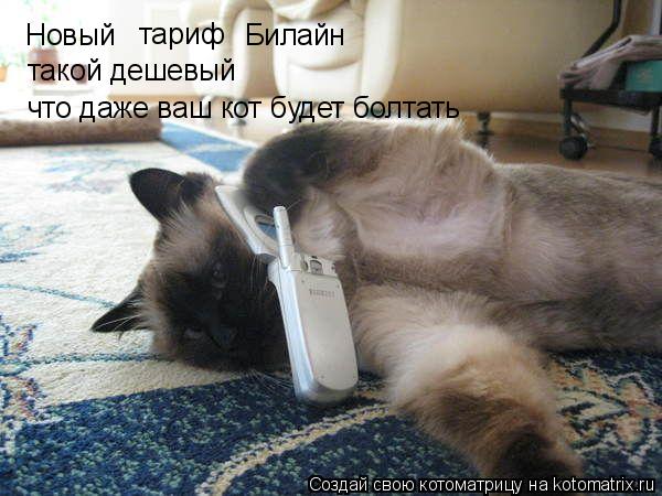 Новый тариф Билайн такой дешевый что даже ваш кот будет болтать... Котоматрица: Новый тариф Билайн такой дешевый что даже ваш кот будет болтать