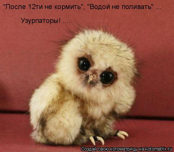 "После 12ти не кормить", "Водой не поливать" ... Узурпаторы! ....... Котоматрица: "После 12ти не кормить", "Водой не поливать" ... Узурпаторы! ....