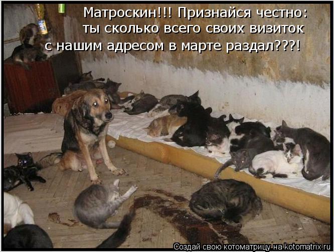 Матроскин!!! Признайся честно: ты сколько всего своих визиток с нашим адресом в марте раздал???!... Котоматрица: Матроскин!!! Признайся честно: ты сколько всего своих визиток с нашим адресом в марте раздал???!