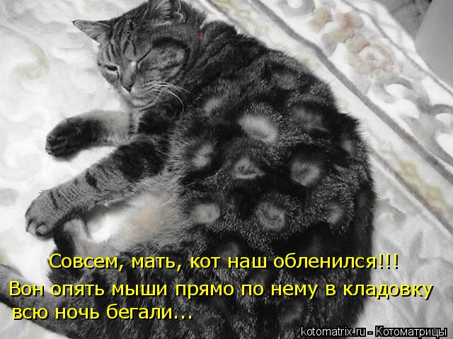 Котоматрица: Совсем, мать, кот наш обленился!!! Вон опять мыши прямо по нему в кладовку всю ночь бегали...