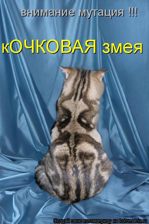 внимание мутация !!! кОЧКОВАЯ змея... Котоматрица: внимание мутация !!! кОЧКОВАЯ змея