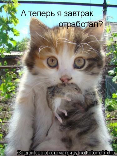 А теперь я завтрак отработал?... Котоматрица: А теперь я завтрак отработал?