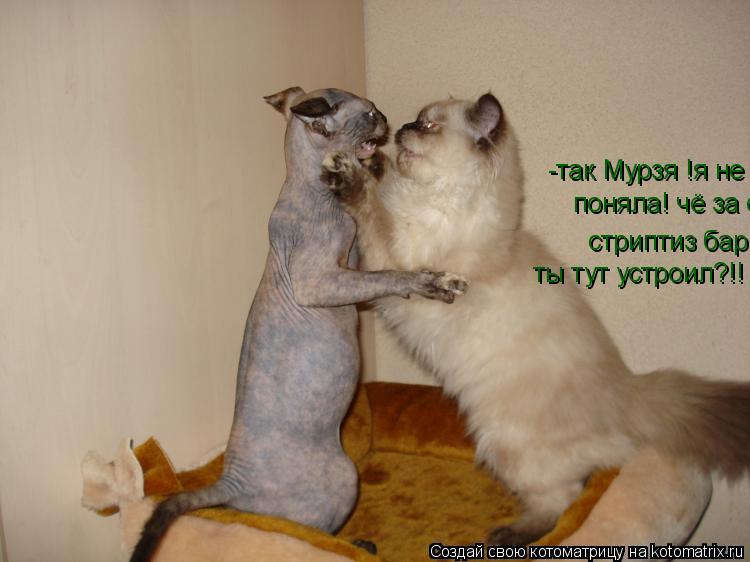 Котоматрица: -так Мурзя !я не поняла чё за стриптиз бар?!! поняла! чё за стриптиз бар ты тут устроил?!! стриптиз бар ты тут устроил?!! ты тут устроил?!!