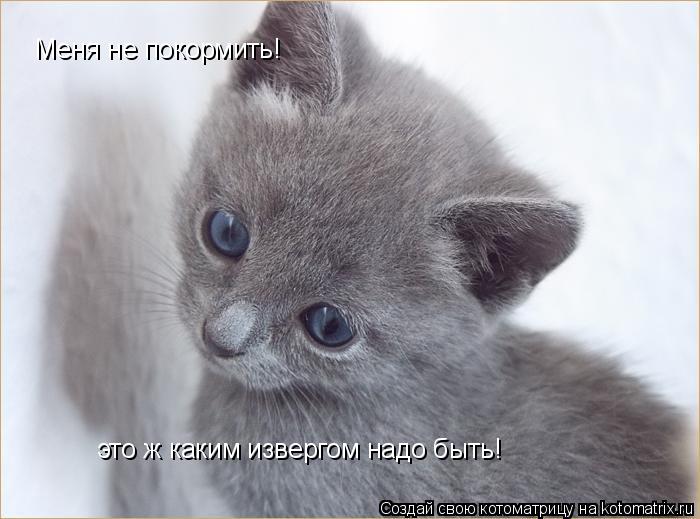 Котоматрица: Меня не покормить! это ж каким извергом надо быть!