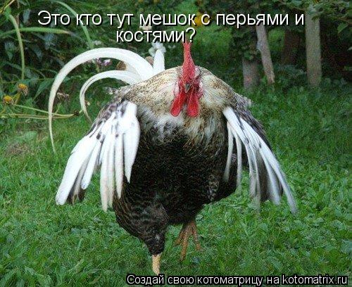 Котоматрица: Это кто тут мешок с перьями и  костями?