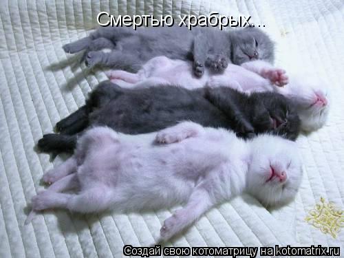Смертью храбрых...... Котоматрица: Смертью храбрых...