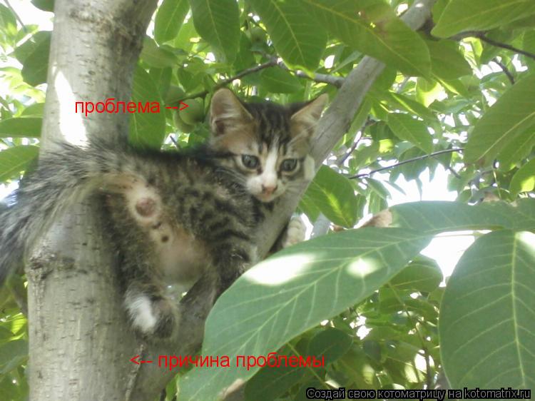 проблема --> <-- причина проблемы... Котоматрица: проблема --> <-- причина проблемы