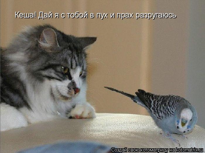 Кеша! Дай я с тобой в пух и прах разругаюсь... Котоматрица: Кеша! Дай я с тобой в пух и прах разругаюсь