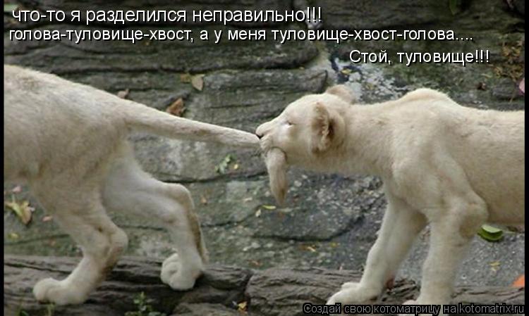 что-то я разделился неправильно!!! голова-туловище-хвост, а у меня туловище-хвост-голова.... Стой, ту... Котоматрица: что-то я разделился неправильно!!! голова-туловище-хвост, а у меня туловище-хвост-голова.... Стой, туловище!!!