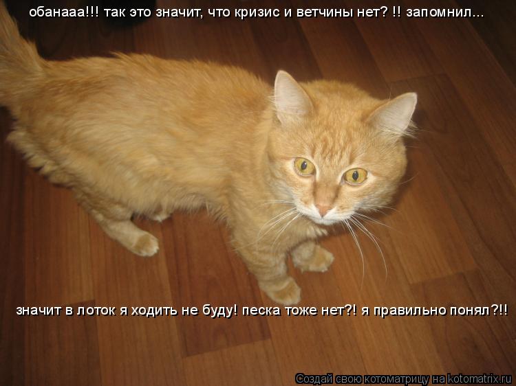 обанааа!!! так это значит, что кризис и ветчины нет? !! запомнил... значит в лоток я ходить не буду! ... Котоматрица: обанааа!!! так это значит, что кризис и ветчины нет? !! запомнил... значит в лоток я ходить не буду! песка тоже нет?! я правильно понял?!!