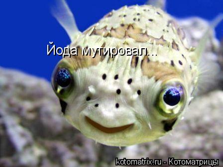 Йода мутировал...... Котоматрица: Йода мутировал...
