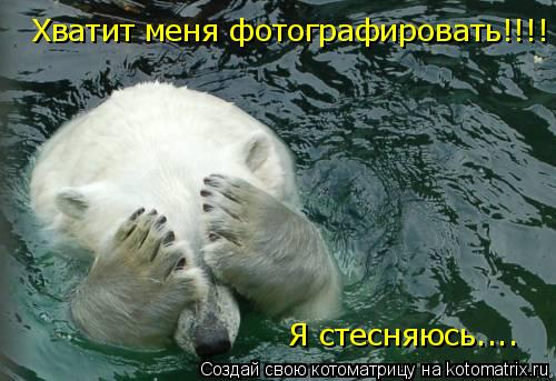 Хватит меня фотографировать!!!! Я стесняюсь....... Котоматрица: Хватит меня фотографировать!!!! Я стесняюсь....