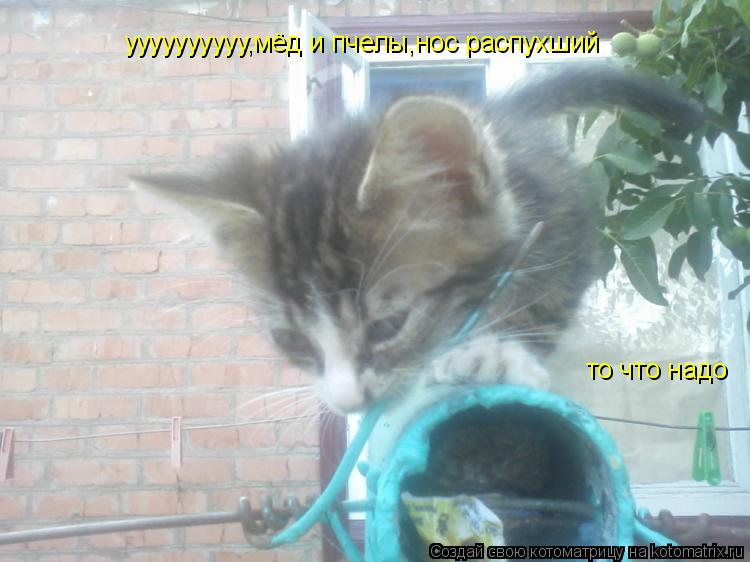 уууууууууу,мёд и пчелы,нос распухший то что надо... Котоматрица: уууууууууу,мёд и пчелы,нос распухший то что надо
