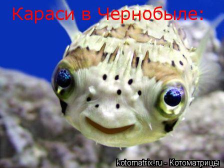 Караси в Чернобыле:... Котоматрица: Караси в Чернобыле: