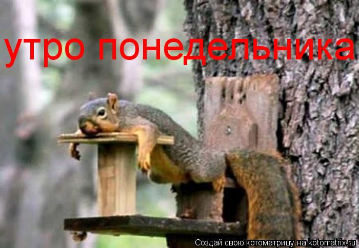 утро понедельника... Котоматрица: утро понедельника