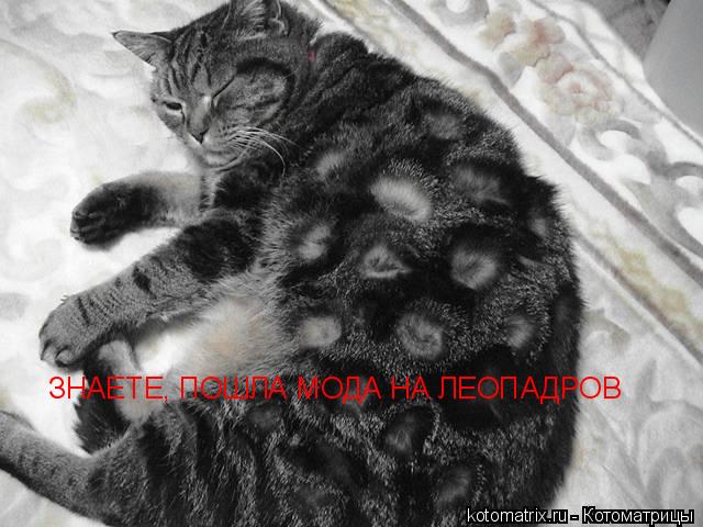 ЗНАЕТЕ, ПОШЛА МОДА НА ЛЕОПАДРОВ... Котоматрица: ЗНАЕТЕ, ПОШЛА МОДА НА ЛЕОПАДРОВ