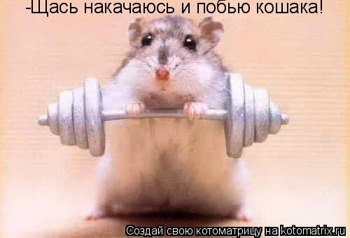 -Щась накачаюсь и побью кошака!... Котоматрица: -Щась накачаюсь и побью кошака!