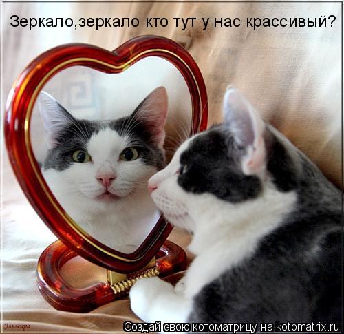 Зеркало,зеркало кто тут у нас крассивый?... Котоматрица: Зеркало,зеркало кто тут у нас крассивый?