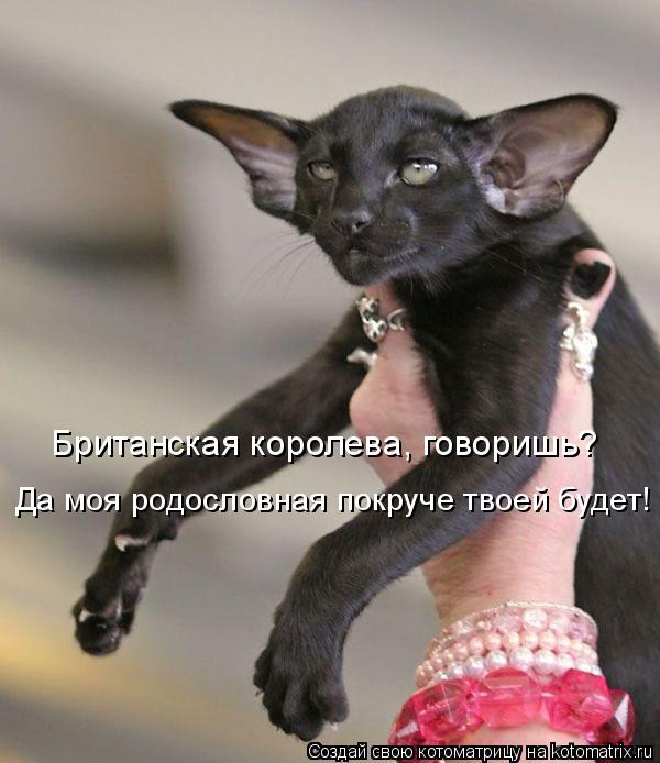 Британская королева, говоришь? Да моя родословная покруче твоей будет!... Котоматрица: Британская королева, говоришь? Да моя родословная покруче твоей будет!