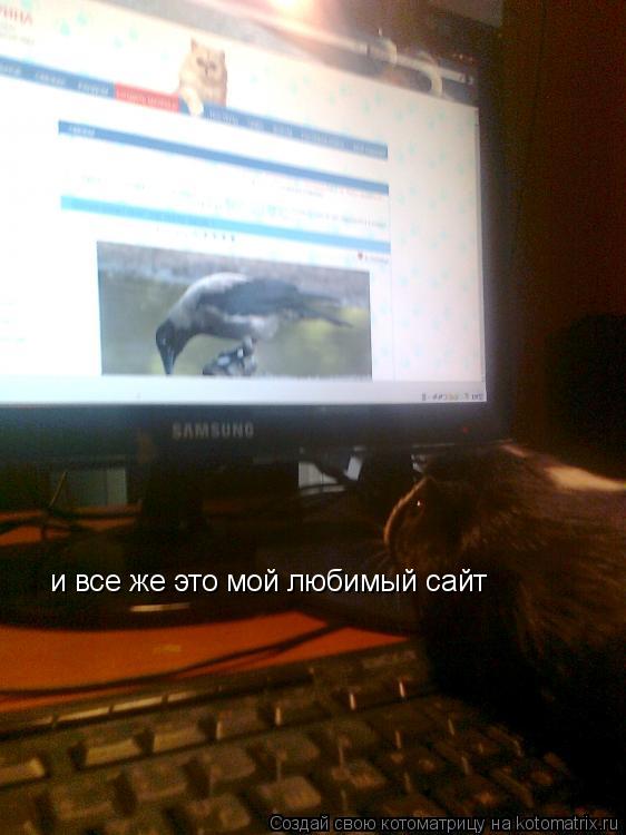и все же это мой любимый сайт... Котоматрица: и все же это мой любимый сайт