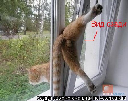 Вид сзади / / __... Котоматрица: Вид сзади / / __