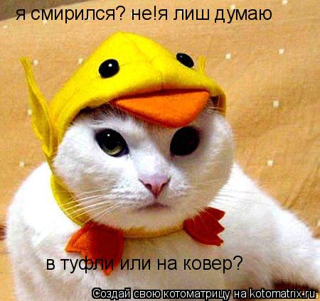 я смирился? не!я лиш думаю в туфли или на ковер?... Котоматрица: я смирился? не!я лиш думаю в туфли или на ковер?