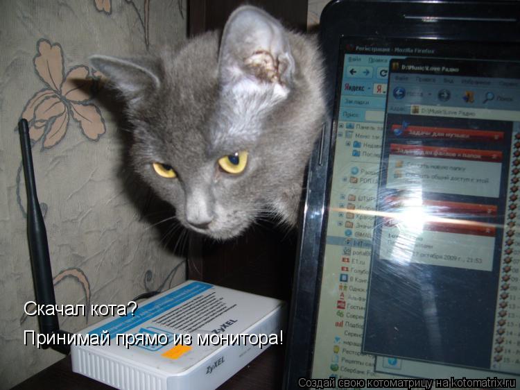 Скачал кота? Принимай прямо из монитора!... Котоматрица: Скачал кота? Принимай прямо из монитора!