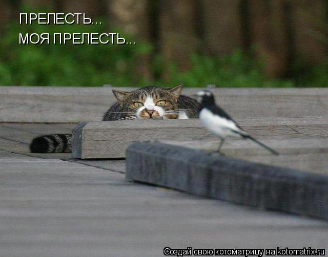 ПРЕЛЕСТЬ... МОЯ ПРЕЛЕСТЬ...... Котоматрица: ПРЕЛЕСТЬ... МОЯ ПРЕЛЕСТЬ...