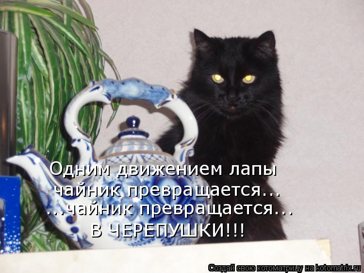 Одним движением лапы чайник превращается... ...чайник превращается... В ЧЕРЕПУШКИ!!!... Котоматрица: Одним движением лапы чайник превращается... ...чайник превращается... В ЧЕРЕПУШКИ!!!