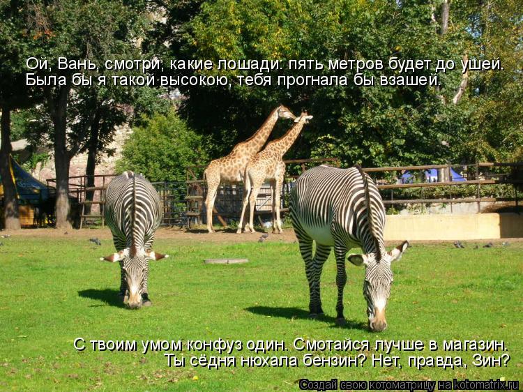 Ой, Вань, смотри, какие лошади: пять метров будет до ушей. Была бы я такой высокою, тебя прогнала бы ... Котоматрица: Ой, Вань, смотри, какие лошади: пять метров будет до ушей. Была бы я такой высокою, тебя прогнала бы взашей. Ты сёдня нюхала бензин? Нет, правда