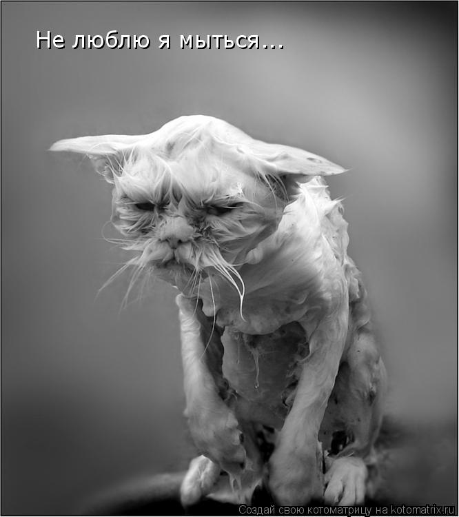 Не люблю я мыться...... Котоматрица: Не люблю я мыться...