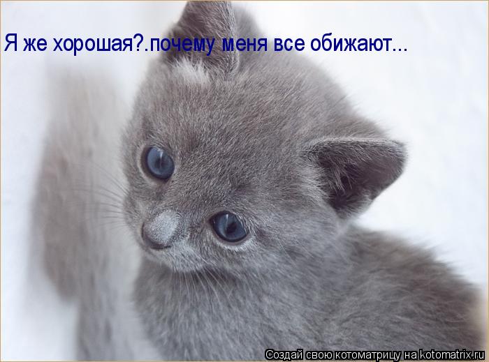 Я же хорошая?.почему меня все обижают...... Котоматрица: Я же хорошая?.почему меня все обижают...