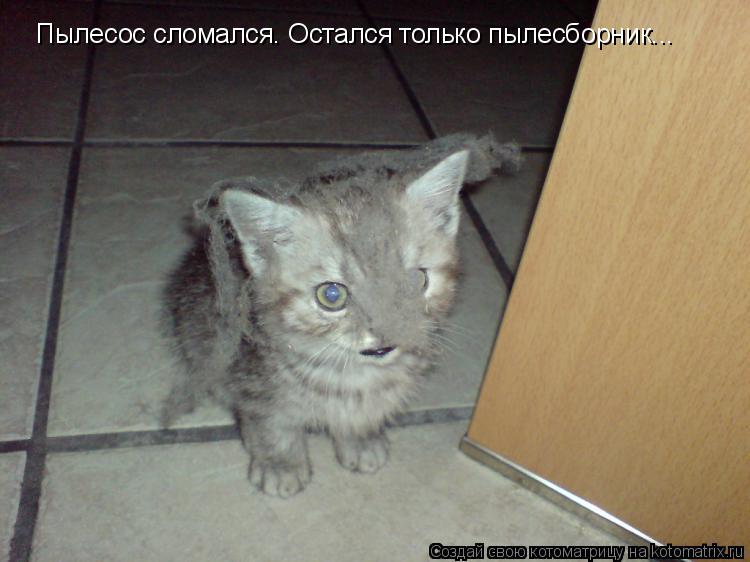 Пылесос сломался. Остался только пылесборник...... Котоматрица: Пылесос сломался. Остался только пылесборник...