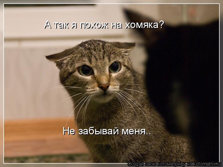 А так я похож на хомяка? Не забывай меня..... Котоматрица: А так я похож на хомяка? Не забывай меня..